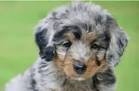 Male bernedoodle, a male Bernedoodle for sale in Poteau, OK – 6 of 6