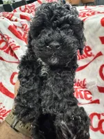 AKC Male 2, a male Poodle - Toy  for sale in Poteau, OK – 5 of 5