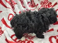 AKC Male 1, a male Poodle - Toy  for sale in Poteau, OK – 3 of 5