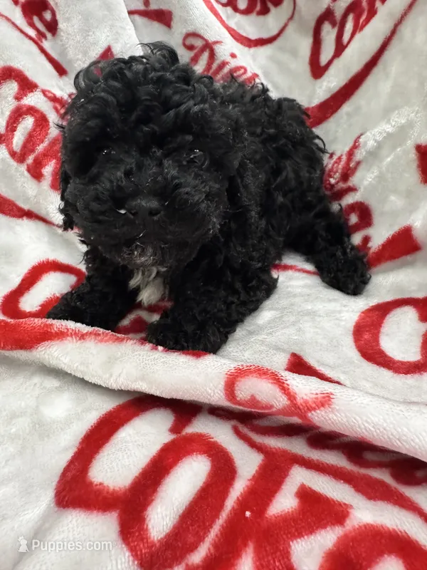 AKC Male 2 – Poodle - Toy  puppy for sale in Poteau, OK