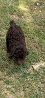Male Bernedoodle , a male Bernedoodle for sale in Poteau, OK – 5 of 7