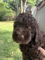 Male Bernedoodle , a male Bernedoodle for sale in Poteau, OK – 7 of 7