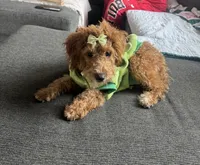 Murphy, a male Miniature Goldendoodle for sale in Clarksville, TN – 4 of 5
