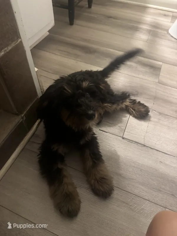 Cooper – Miniature Goldendoodle puppy for sale in Clarksville, TN