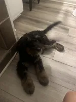 Cooper, a male Miniature Goldendoodle for sale in Clarksville, TN – 1 of 2