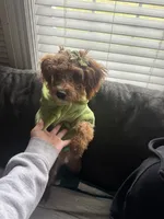 Murphy, a male Miniature Goldendoodle for sale in Clarksville, TN – 5 of 5
