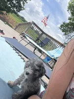 Marley, a female Miniature Aussiedoodle for sale in Clarksville, TN – 1 of 3