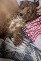 Murphy, a male Miniature Goldendoodle for sale in Clarksville, TN – 2 of 5