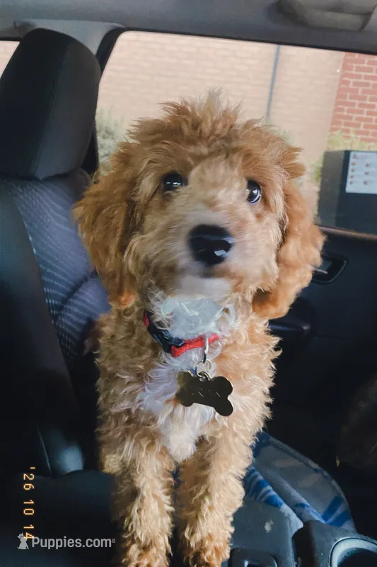 Murphy – Miniature Goldendoodle puppy for sale in Clarksville, TN