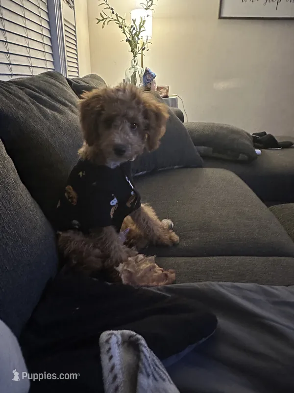 Murphy – Miniature Goldendoodle puppy for sale in Clarksville, TN