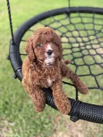 Reese, a female Cavapoo for sale in Jacksonville, FL – 2 of 5