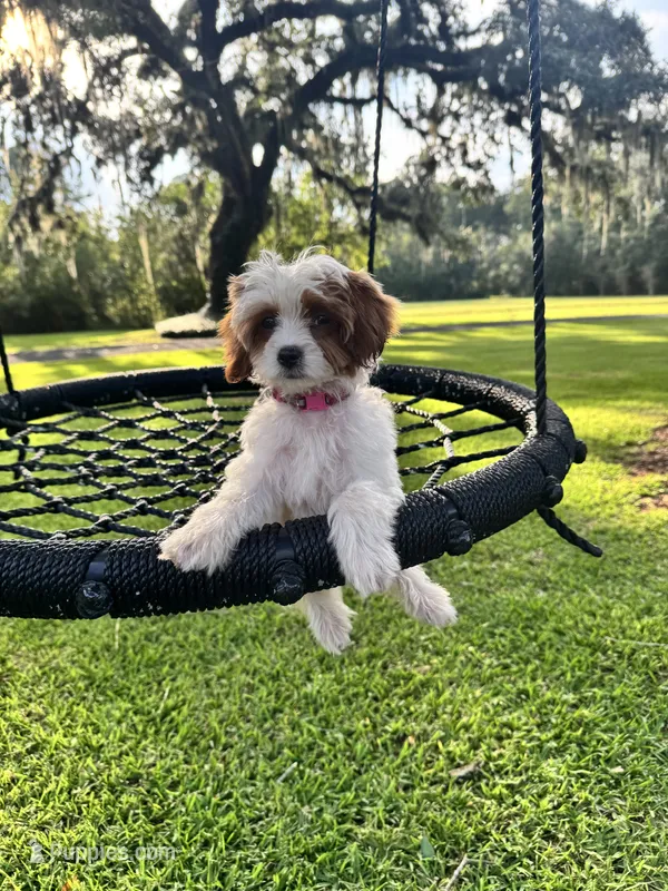 Tinkerbell – Cavapoo, Poodle - Toy  puppy for sale in Jacksonville, FL