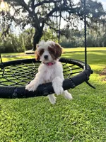 Tinkerbell, a female Cavapoo and Poodle - Toy  for sale in Jacksonville, FL – 1 of 7
