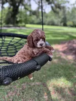 Red, a male Cavapoo for sale in Jacksonville, FL – 2 of 4