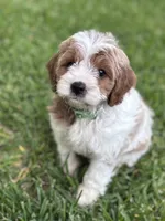 Latte, a male Cavapoo and Poodle - Miniature  for sale in Jacksonville, FL – 5 of 9