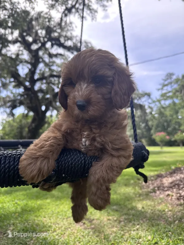 Bear – Cavapoo, Poodle - Miniature  puppy for sale in Jacksonville, FL
