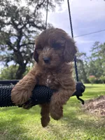 Bear, a male Cavapoo and Poodle - Miniature  for sale in Jacksonville, FL – 1 of 4