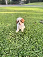 Tinkerbell, a female Cavapoo and Poodle - Toy  for sale in Jacksonville, FL – 4 of 7