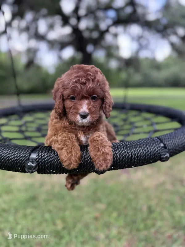 Reese – Cavapoo puppy for sale in Jacksonville, FL