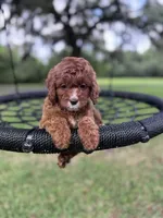 Reese, a female Cavapoo for sale in Jacksonville, FL – 1 of 5