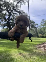 Bear, a male Cavapoo and Poodle - Miniature  for sale in Jacksonville, FL – 4 of 4