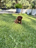Brownie, a male Cavapoo and Poodle - Miniature  for sale in Jacksonville, FL – 5 of 5