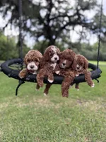 Reese, a female Cavapoo for sale in Jacksonville, FL – 3 of 5