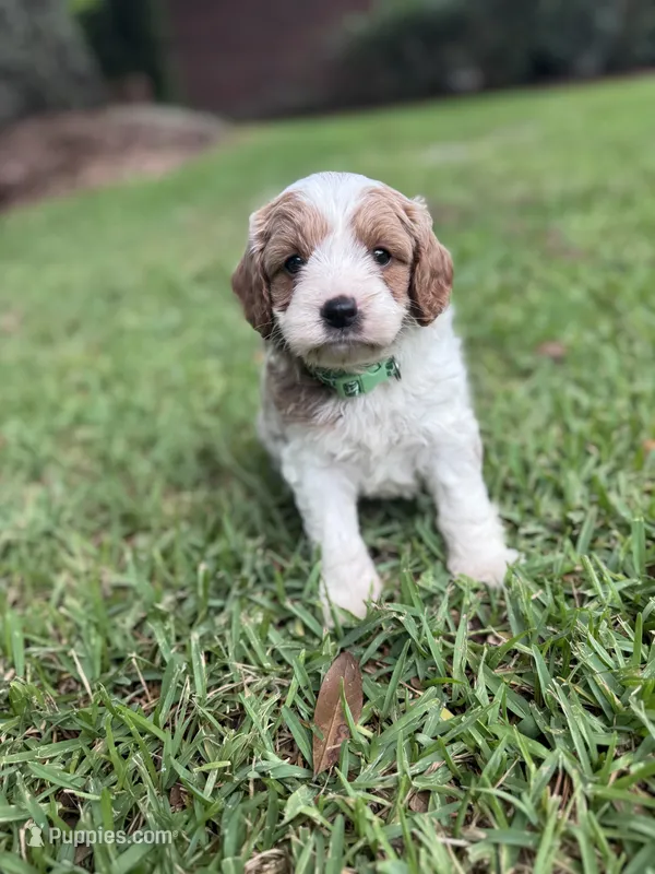 Latte – Cavalier King Charles Spaniel, Poodle - Miniature  puppy for sale in Jacksonville, FL