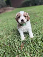 Latte, a male Cavalier King Charles Spaniel and Poodle - Miniature  for sale in Jacksonville, FL – 2 of 5
