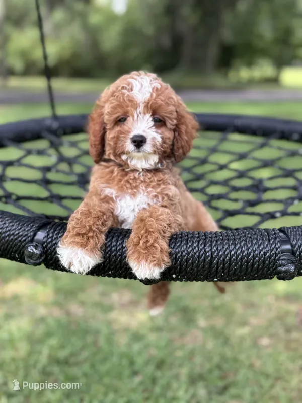 Blue boy – Cavapoo, Poodle - Miniature  puppy for sale in Jacksonville, FL