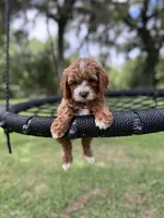 Red, a male Cavapoo for sale in Jacksonville, FL – 4 of 4