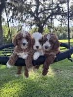 Spot, a male Cavapoo and Poodle - Miniature  for sale in Jacksonville, FL – 3 of 5