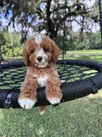 Blue boy, a male Cavapoo and Poodle - Miniature  for sale in Jacksonville, FL – 2 of 7