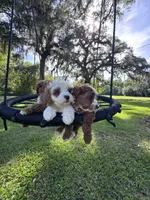 Spot, a male Cavapoo and Poodle - Miniature  for sale in Jacksonville, FL – 5 of 5