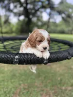 Latte, a male Cavalier King Charles Spaniel and Poodle - Miniature  for sale in Jacksonville, FL – 5 of 5