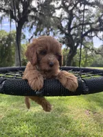 Bear, a male Cavapoo and Poodle - Miniature  for sale in Jacksonville, FL – 2 of 4