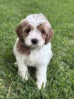 Latte, a male Cavapoo and Poodle - Miniature  for sale in Jacksonville, FL – 9 of 9
