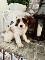 Tinkerbell, a female Cavapoo and Poodle - Toy  for sale in Jacksonville, FL – 3 of 7