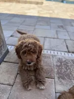 Bear, a male Goldendoodle and Poodle - Miniature  for sale in Jacksonville, FL – Photo 2 of 5