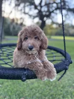 Bear, a male Goldendoodle and Poodle - Miniature  for sale in Jacksonville, FL – Photo 3 of 5