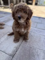Bear, a male Goldendoodle and Poodle - Miniature  for sale in Jacksonville, FL – Photo 5 of 5