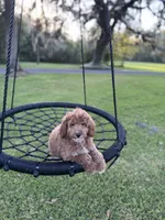 Bear, a male Goldendoodle and Poodle - Miniature  for sale in Jacksonville, FL – Photo 4 of 5