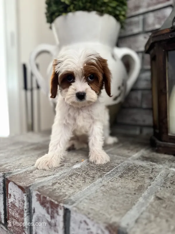 Tinkerbell – Cavapoo, Poodle - Miniature  puppy for sale in Jacksonville, FL