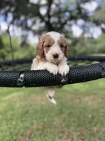 Latte, a male Cavalier King Charles Spaniel and Poodle - Miniature  for sale in Jacksonville, FL – 3 of 5