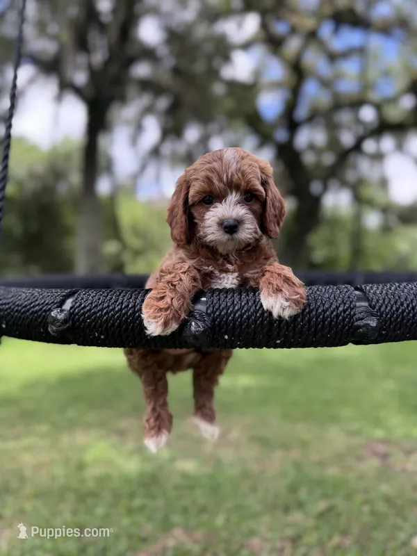 Red – Cavapoo puppy for sale in Jacksonville, FL