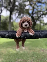 Red, a male Cavapoo for sale in Jacksonville, FL – 1 of 4