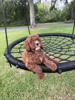 Reese, a female Cavapoo for sale in Jacksonville, FL – 5 of 5