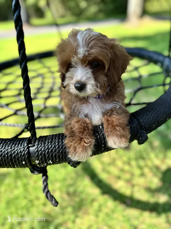 Violet – Cavapoo, Poodle - Miniature  puppy for sale in Jacksonville, FL