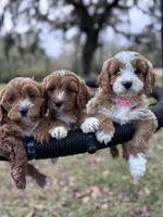 Blondie (pink), a female Cavapoo for sale in Jacksonville, FL – Photo 5 of 6