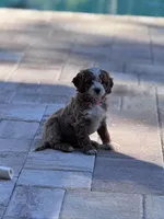 Blondie (pink), a female Cavapoo for sale in Jacksonville, FL – Photo 6 of 6